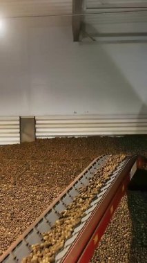 Depoda patates hasadı. Patates depolama. Depoda patates deposu var. patates hammaddesi.