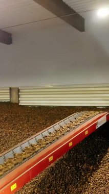 Depoda patates hasadı. Patates depolama. Depoda patates deposu var. patates hammaddesi.