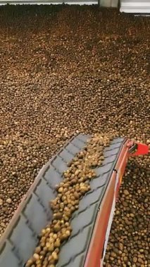 Depoda patates hasadı. Patates depolama. Depoda patates deposu var. patates hammaddesi.