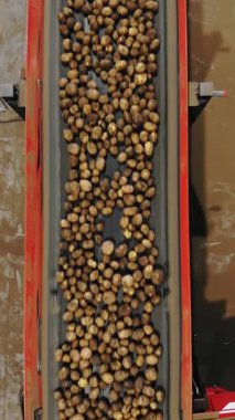 Patates hasadı. Üst Manzara. Yeni toplanmış, sıralanmış patates çubukları depodaki bir taşıma bandı makinesinde hareket ediyor. Otomatik tarım. tarım teknolojileri.