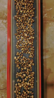 Patates hasadı. Üst Manzara. Yeni toplanmış, sıralanmış patates çubukları depodaki bir taşıma bandı makinesinde hareket ediyor. Otomatik tarım. tarım teknolojileri.