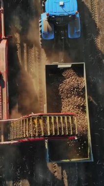 Patates hasadı. Çiftlik makineleri, treyleri ve patates hasadı olan traktör, çiftlik alanında patates topluyor. anten, üst görünüm.