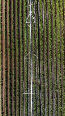 Havacılık. Üst Manzara. Sulama, sulama sistemi, patates tarlasında. Çiftçilikte modern teknolojiler. Tarım. Yaz güneşli bir gün