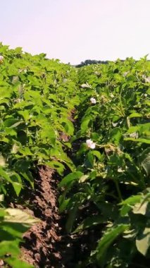 Yakın plan. Beyaz çiçekli patates bitkileri. Tarlada sıra sıra dikilmiş yeşil çiçekli patates çalıları. Patates yetiştirme, mahsul yetiştirme. Ziraat. Yaz güneşli bir gün.