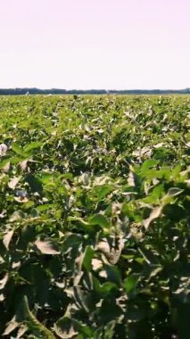 Beyaz çiçekli patates bitkileri. Tarlada sıra sıra dikilmiş yeşil çiçekli patates çalıları. Patates yetiştirme, mahsul yetiştirme. Ziraat. Yaz güneşli bir gün.