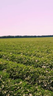 Beyaz çiçekli patates bitkileri. Tarlada sıra sıra dikilmiş yeşil çiçekli patates çalıları. Patates yetiştirme, mahsul yetiştirme. Ziraat. Yaz güneşli bir gün.