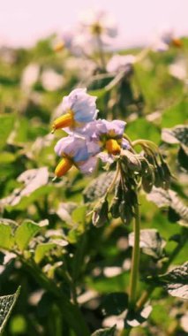 Yakın plan. Beyaz çiçekli patates bitkileri. Bir çiftlik arazisinde yeşil çiçekli patates çalıları. Patates yetiştirme, mahsul yetiştirme. Ziraat. Yaz güneşli bir gün.