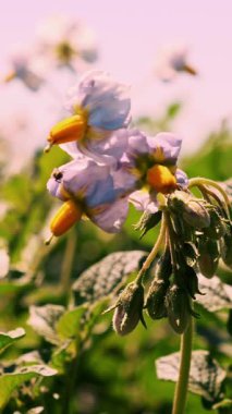 Yakın plan. Beyaz çiçekli patates bitkileri. Bir çiftlik arazisinde yeşil çiçekli patates çalıları. Patates yetiştirme, mahsul yetiştirme. Ziraat. Yaz güneşli bir gün.