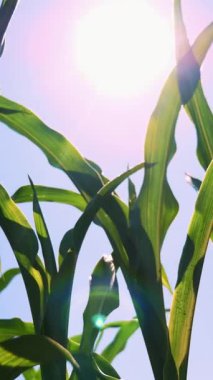 Yakın çekim, sulu yeşil yapraklar, rüzgarda sallanan mısır sapları ve parlak öğlen güneşi.