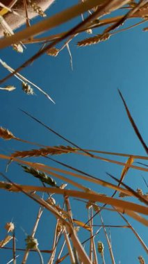 Yakın plan. Sarı-altın buğday dalları rüzgarda sallanıyor, mavi gökyüzünün arka planına ve parlak gün ortası güneşine karşı. Bir insan eli buğday tarlasında dikenleri okşar. yaz.