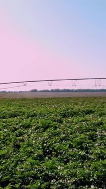 Hava manzaralı. Patates tarlası pivot fıskiye sistemiyle sulanır. Modern sulama, sulama sistemi teknolojileri iş başında, patates sıralarıyla birlikte. Çiftçilik. Tarım. Yaz güneşli bir gün