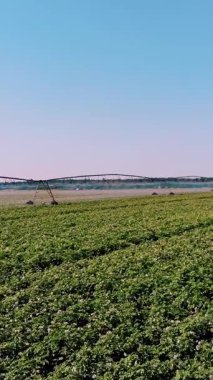 Hava manzaralı. Patates tarlası pivot fıskiye sistemiyle sulanır. Modern sulama, sulama sistemi teknolojileri iş başında, patates sıralarıyla birlikte. Çiftçilik. Tarım. Yaz güneşli bir gün
