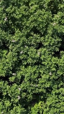 Havacılık. Üst Manzara. Sulu yeşil, pembe çiçek açan patates çalıları çiftlikte yetişiyor. Patates yetiştiriyor. Tarım. Yaz güneşli bir gün