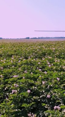 Havacılık. sulu yeşil, pembe çiçek açan patates çalıları, tarlada sırayla ekilmiş sulama sisteminin arka planına karşı. Patates yetiştiriyor. Tarım. Yaz güneşli bir gün