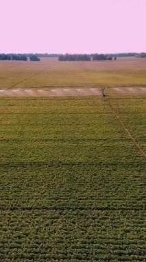 Hava manzaralı. Çok yüksek. yeşil, çiçek açan patates çalıları, sırayla ekilmiş, tarlada, pivot fıskiye sistemiyle sulanan. Patates yetiştiriyor. Tarım. Yaz güneşli bir gün