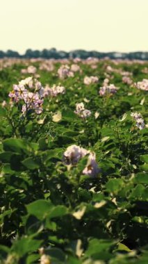 sulu yeşil, pembe çiçek açan patates çalıları bir çiftlik tarlasında ekildi. Patates yetiştiriyor. Tarım. Yaz güneşli bir gün