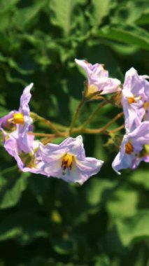 Yakın plan. Üst Manzara. sulu yeşil, pembe çiçek açan patates çalısı çiftlikte, güneşli yaz gününde. Patates yetiştiriyor. Tarım.