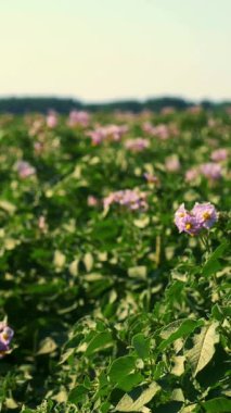 sulu yeşil, pembe çiçek açan patates çalıları bir çiftlik tarlasında ekildi. Patates yetiştiriyor. Tarım. Yaz güneşli bir gün