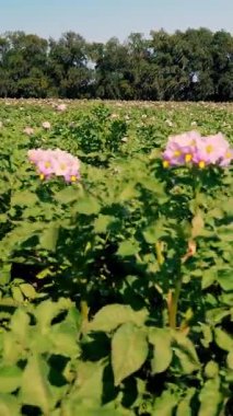 sulu yeşil, pembe çiçek açan patates çalıları bir çiftlik tarlasında ekildi. Patates yetiştiriyor. Tarım. Yaz güneşli bir gün