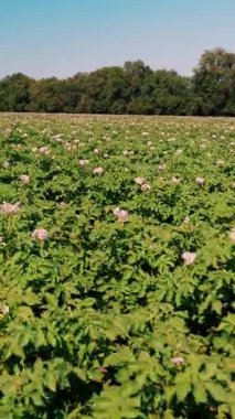 sulu yeşil, pembe çiçek açan patates çalıları bir çiftlik tarlasında ekildi. Patates yetiştiriyor. Tarım. Yaz güneşli bir gün