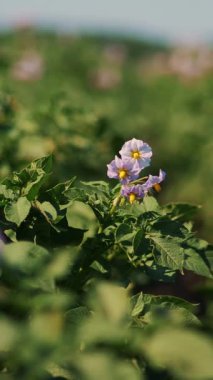 Yakın plan. sulu yeşil, pembe çiçek açan patates çalısı çiftlikte, güneşli yaz gününde. Patates yetiştiriyor. Tarım.