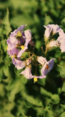 Yakın plan. sulu yeşil, pembe çiçek açan patates çalısı çiftlikte, güneşli yaz gününde. Patates yetiştiriyor. Tarım