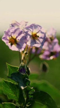 Yakın plan. sulu yeşil, pembe çiçek açan patates çalısı çiftlikte, güneşli yaz gününde. Patates yetiştiriyor. Tarım
