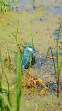 Yakın planda, göl kıyısında, sazlıklar ve algler içinde, eski plastik şişeler bir göleti kirletiyor. Sudaki çöpler. Çevre kirliliği kavramı, plastik zehirlenmesi.