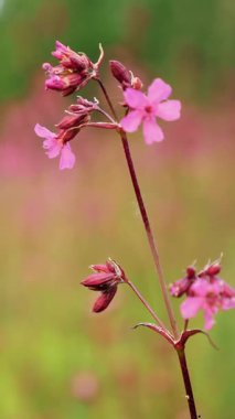 Yakın plan, güzel pembe çiçekler bulanık yeşil çimen arka planda. Ormanda ilkbahar. Doğadaki kozmos çiçekleri, tatlı arka plan, bulanık çiçek arkaplanı.