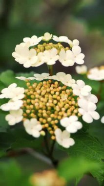 İlkbaharda yakın plan, çiçek açan viburnum. eko yeşil turizm