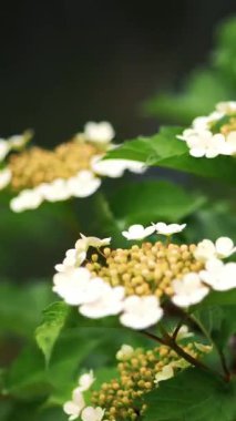 İlkbaharda yakın plan, çiçek açan viburnum. eko yeşil turizm