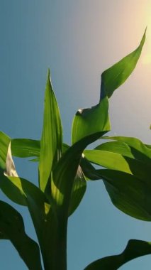 Yakın çekim, genç mısır yaprakları güneş ışığında mavi gökyüzüne karşı. Güneşli yaz günü.