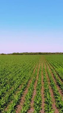 Aero, genç yeşil mısır, mısır filizleri, filizler, mavi gökyüzüne karşı tarlalarda dikilmiş. Tarım. Eko çiftliği, tarım işletmesi. mısır yetiştiriyor