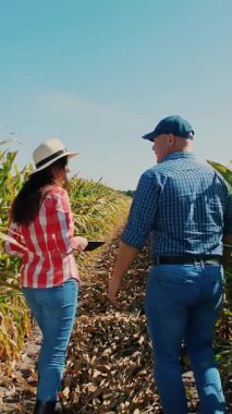 Üst Manzara. Yakın plan. Genç mısırlar tarlada yetişir. Genç yeşil mısır filizleri topraktan çıkıyor. Bahar. tarım, eko tarımı