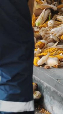 Mısır. Yakın plan. İşçi mısır koçanları boşaltılırken bir kürekle konteynıra yüklüyor. Mısır işleme fabrikası. Tarım işi. mısır tohumları üretimi.