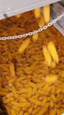 Mısır. Mısır tohumu üretimi. Mısır işleme fabrikası. Mısır tohumlarının üretimi, alımı ve satışı için bir girişim. Tarım işi. Tarım.