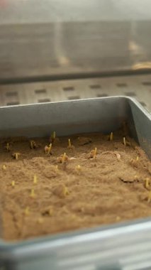 Filizlenmiş mısır tohumu. Yakın plan. Mısır tohumu örnekleriyle dolu laboratuvar kapları, tohum tohumları, toprakta filizlenmiş. Değiştirilmiş ürün çeşitleri üretiyor. Tahıl filizlenmesi test ediliyor