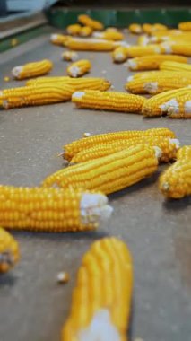 Taşıyıcı banttaki mısır koçanları. Yakın plan. Yapraksız mısır koçanları otomatik taşıma bandında hareket ediyor. İşçiler hammaddenin kalitesini kontrol eder. Tarım işi. Mısır işleme fabrikası. Tarım.