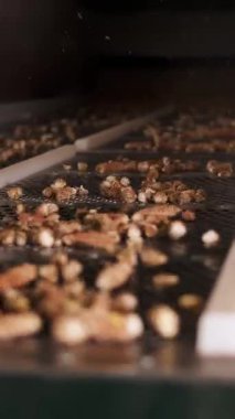 Mısır. Yakın plan. Taşıyıcı banttaki soyulmuş mısır koçanları. İşlem fabrikasındaki mısır tohumu temizleme hattı. Tarım işi. Mısır işleme fabrikası. Tarım.