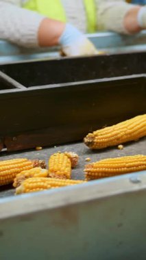 Taşıyıcı banttaki mısır koçanları. Yakın plan. Yapraksız mısır koçanları otomatik taşıma bandında hareket ediyor. İşçiler hammaddenin kalitesini kontrol eder. Tarım işi. Mısır işleme fabrikası. Tarım.
