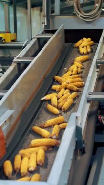 Mısır. Mısır tohumu üretimi. Mısır işleme fabrikası. Üretim, tedarik ve mısır tohumlarının satışı için bir girişim. Tarım işi. Tarım.