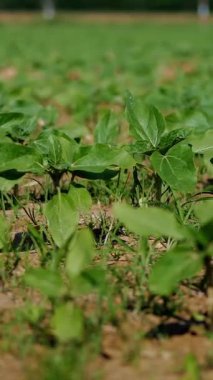 Parlak Güneş Işığı Altında Genç Soya Bitkileri