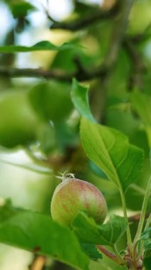 Taze Yeşil Elmalar Ağaçta asılı Doğal Güneş Işığı ve Yeşillik ile