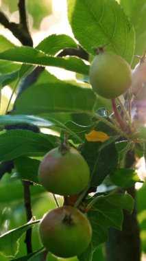 Genç Elmalar Altın Saat Arasında Yemyeşil Gidiyor