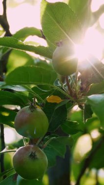 Güneş Işığı Meyve Bahçesinde Bir Ağaç dalında Asılı Yeşil Elmalar