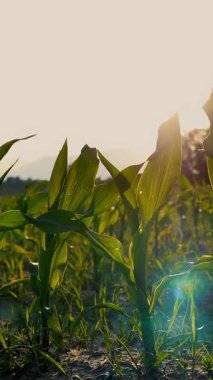 Canlı Yeşil Genç Mısır Bitkilerinin yakın çekimi. Mısır tarlası, ılık bahar günü, tarımda mısır yetiştirme.