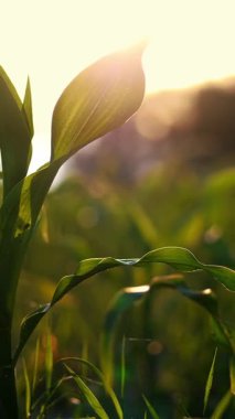 Canlı Yeşil Genç Mısır Bitkilerinin yakın çekimi. Mısır tarlası, ılık bahar günü, tarımda mısır yetiştirme.