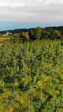 Yoğun yeşil sıra taze meyve ağaçları tepelik arazide ufukta bulutlu gökyüzünün altında orman var.