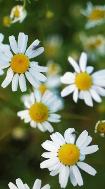 Taze, kar beyazı papatyalar. Koyu yeşil vahşi yaşama karşı altın sarısı merkezleri var.