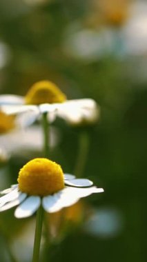 Yaz Papatyaları: Beyaz ve Sarı Yabani Çiçeklerin Büyüleyici Gösterimi